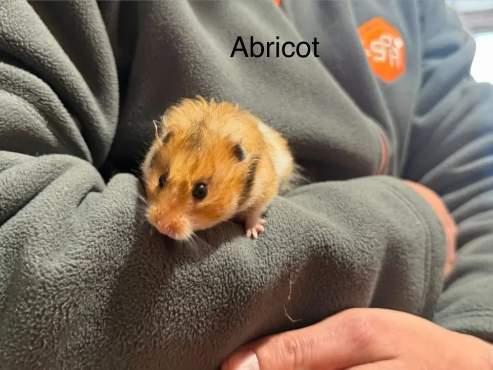 Abricot