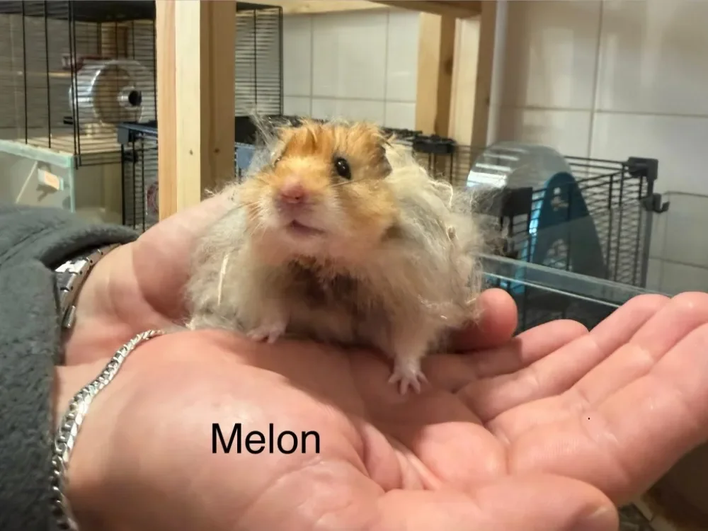 Melon