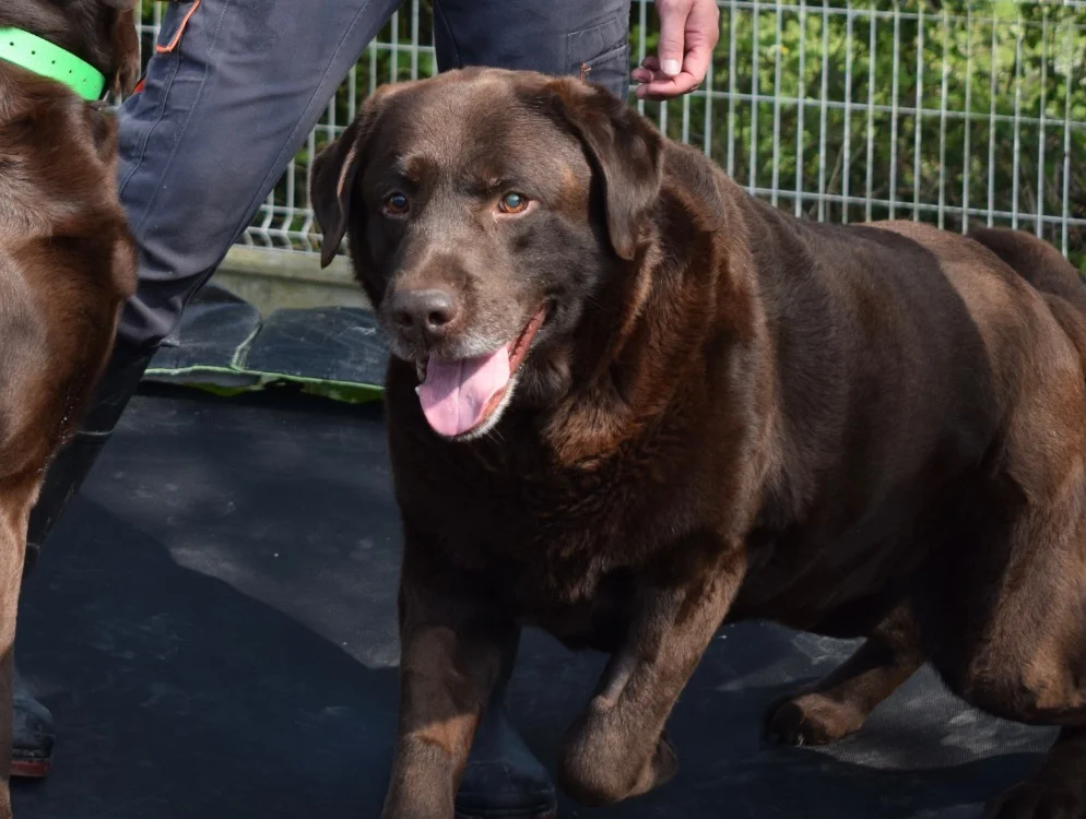 Labrador Retriever