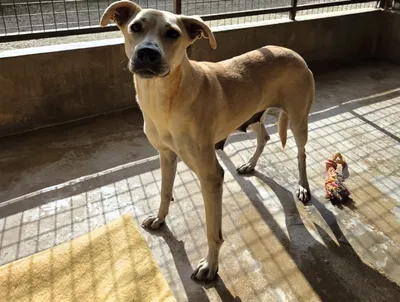 MANDY réservée, adopted
