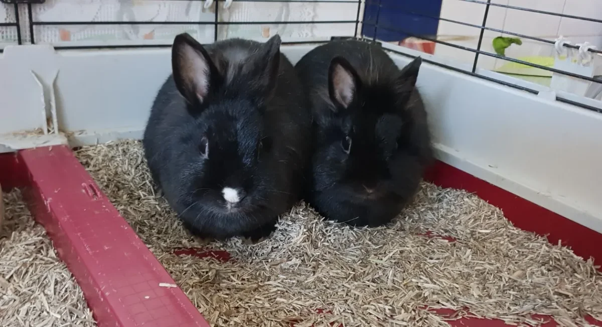 MAREVA PAC1352 EN DUO AVEC THAHIA PAC1353