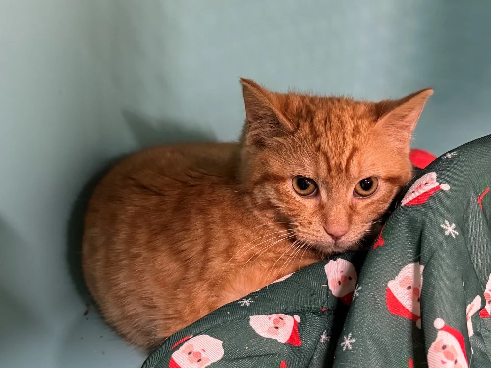 TEEMO (réservé) A17364