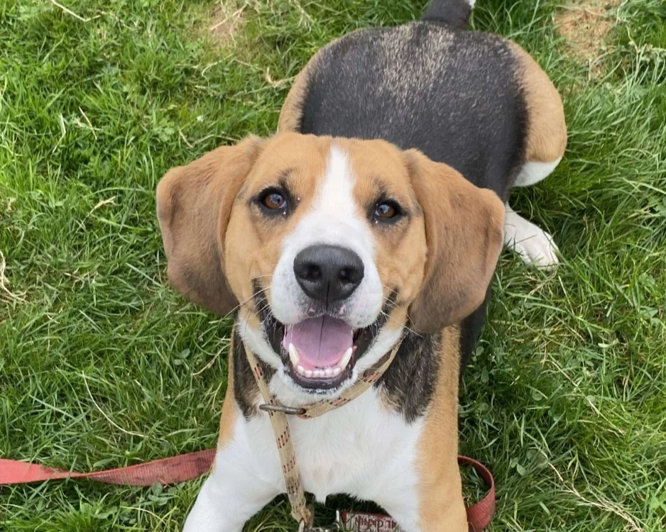 Beagle