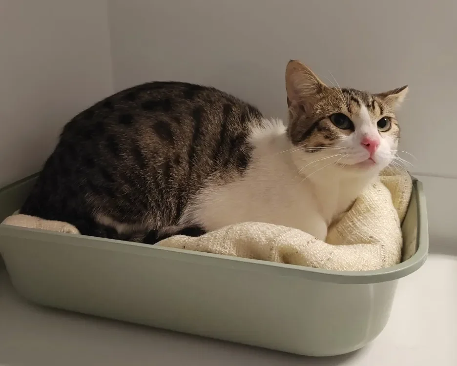 CAFE LATTE QCT (a trouvé sa famille)