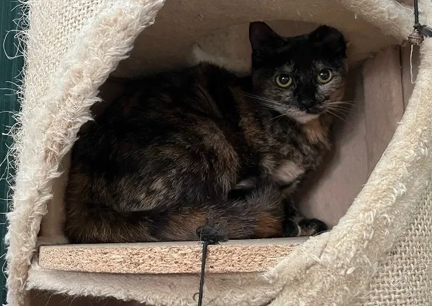 DAMOISEAU (réservée)