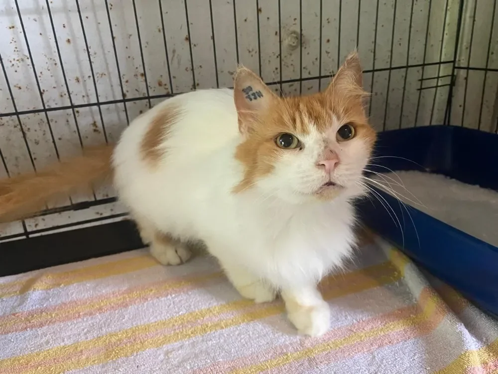 PLUME (en cours d'adoption)