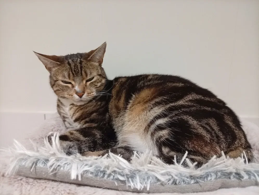 Crochet (en cours d'adoption)