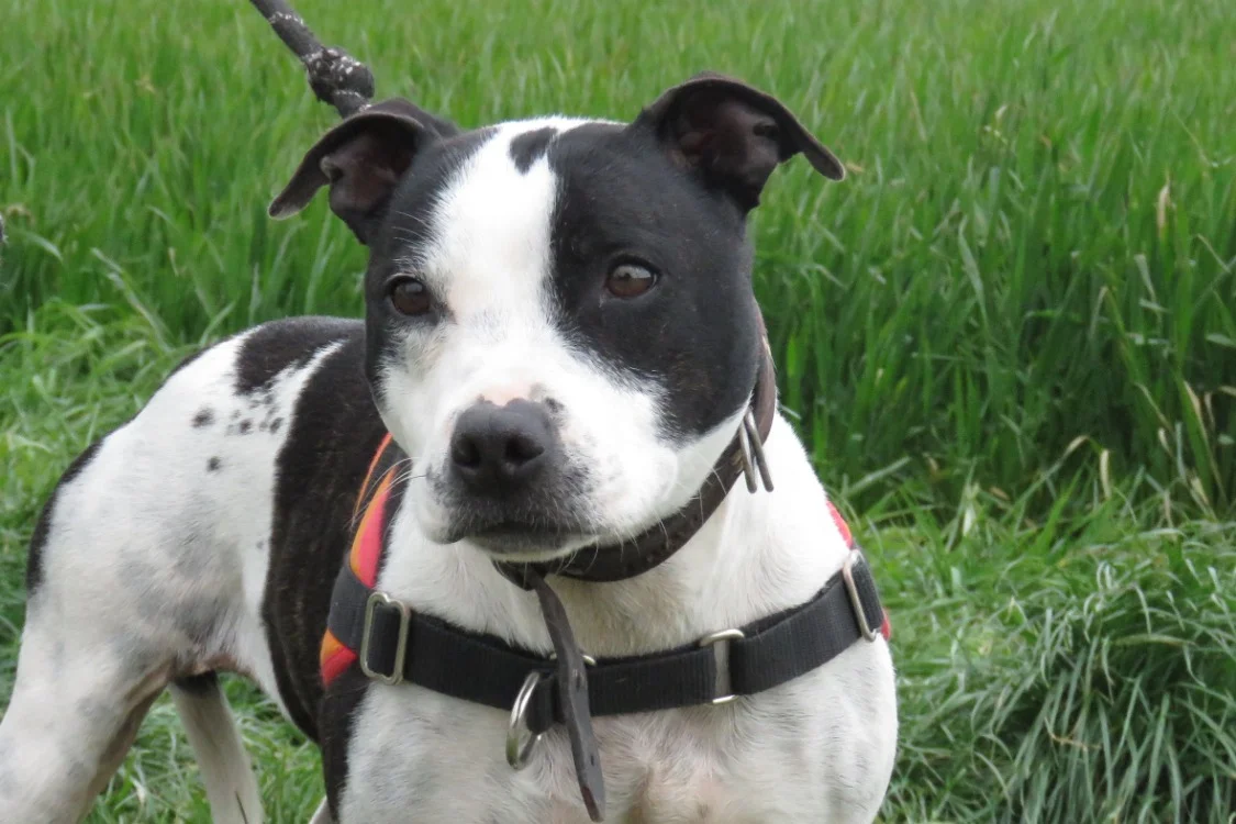 Staffordshire Bull Terrier