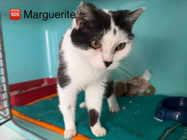 Marguerite