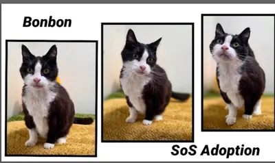 BONBON (Réservé), adopted