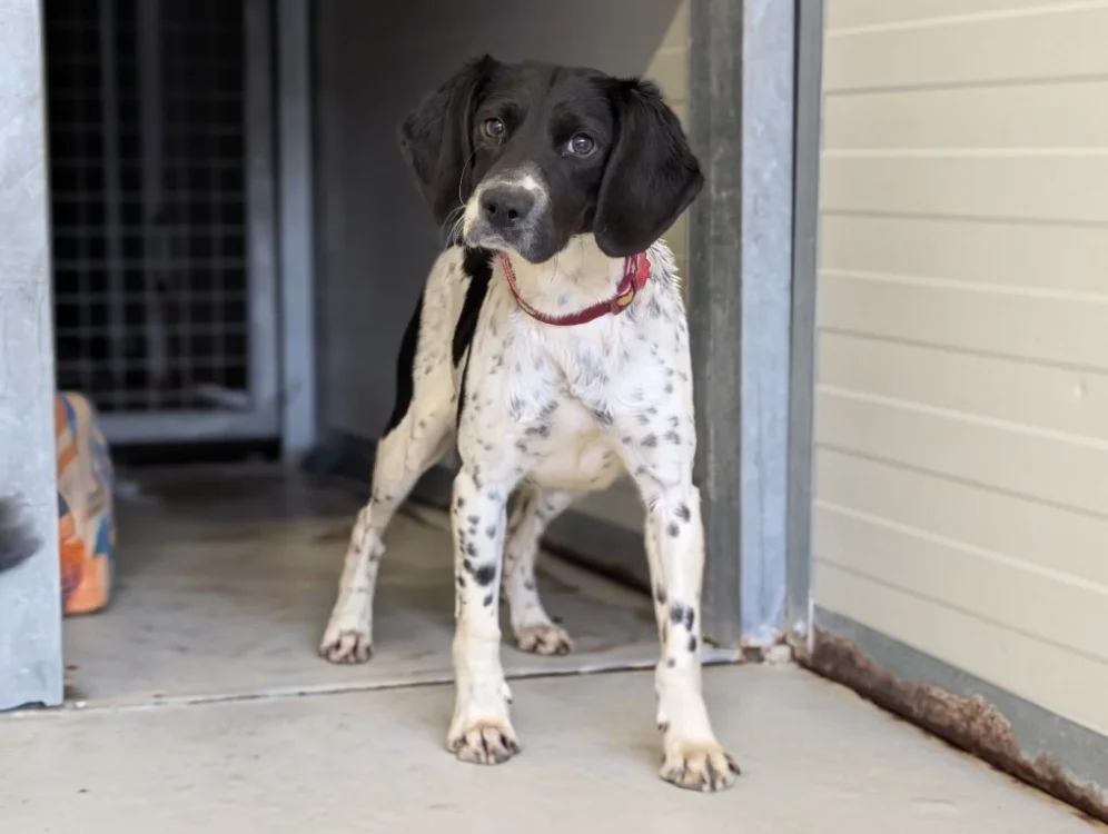 Pointer