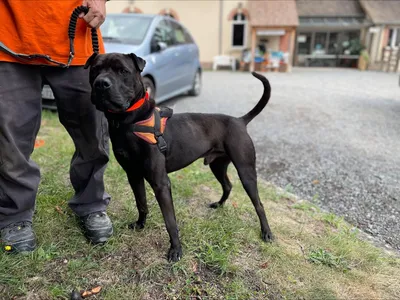 INDIANA (réservé), adopted