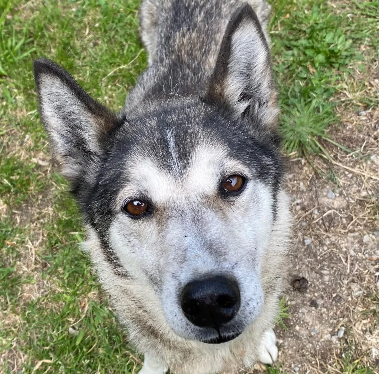 Husky