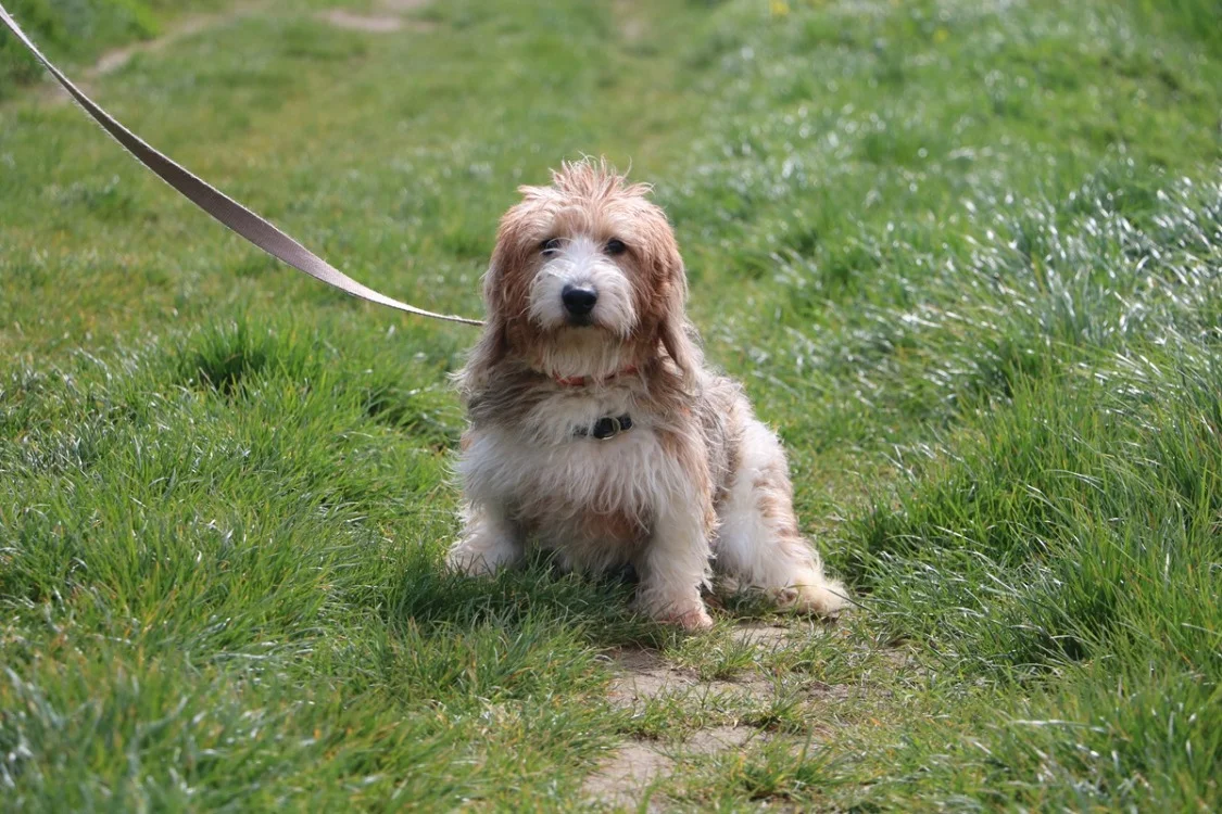 Basset Hound