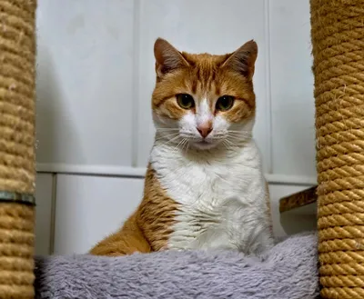 Ginger, adopted