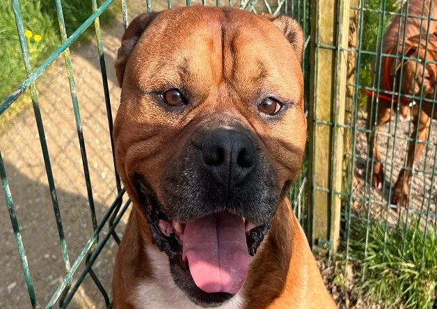 American Bully