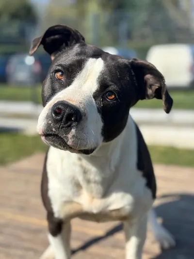Cookie, adopted