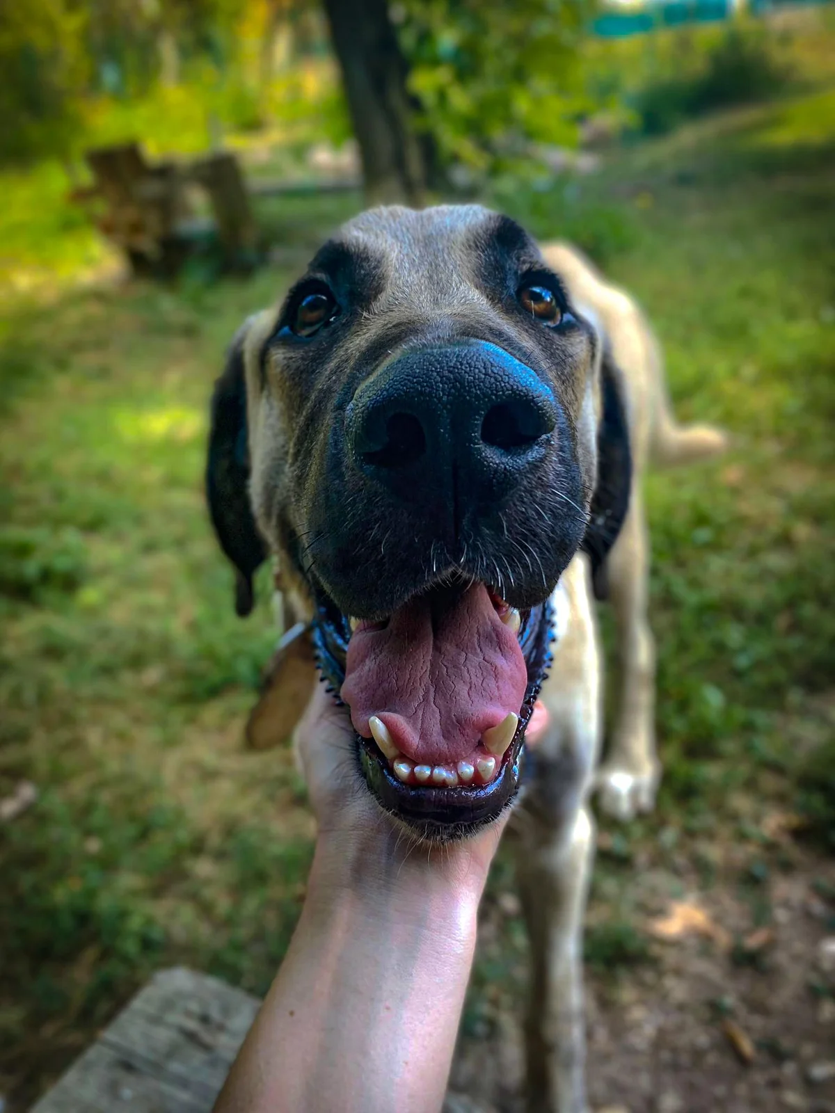 Anatolian Shepherd Dog