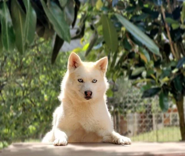 Pomsky