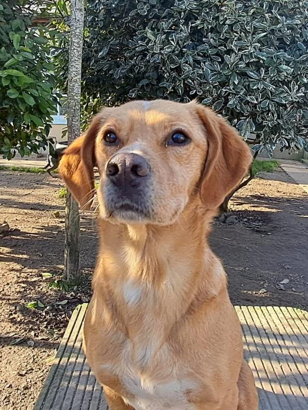 Labrador Retriever