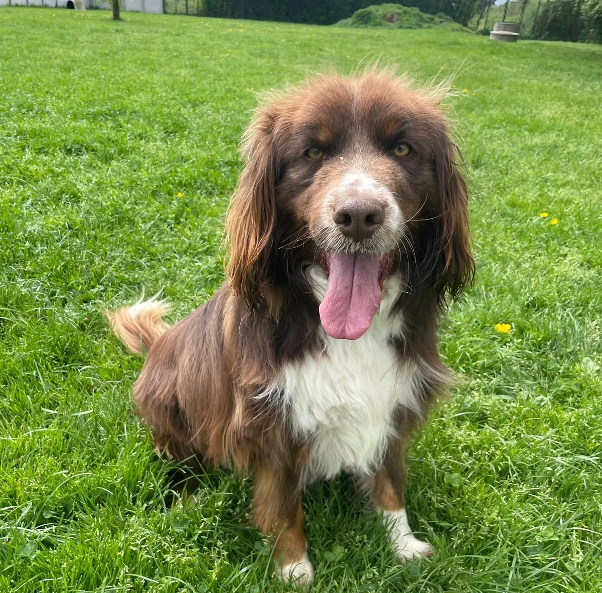 French Spaniel