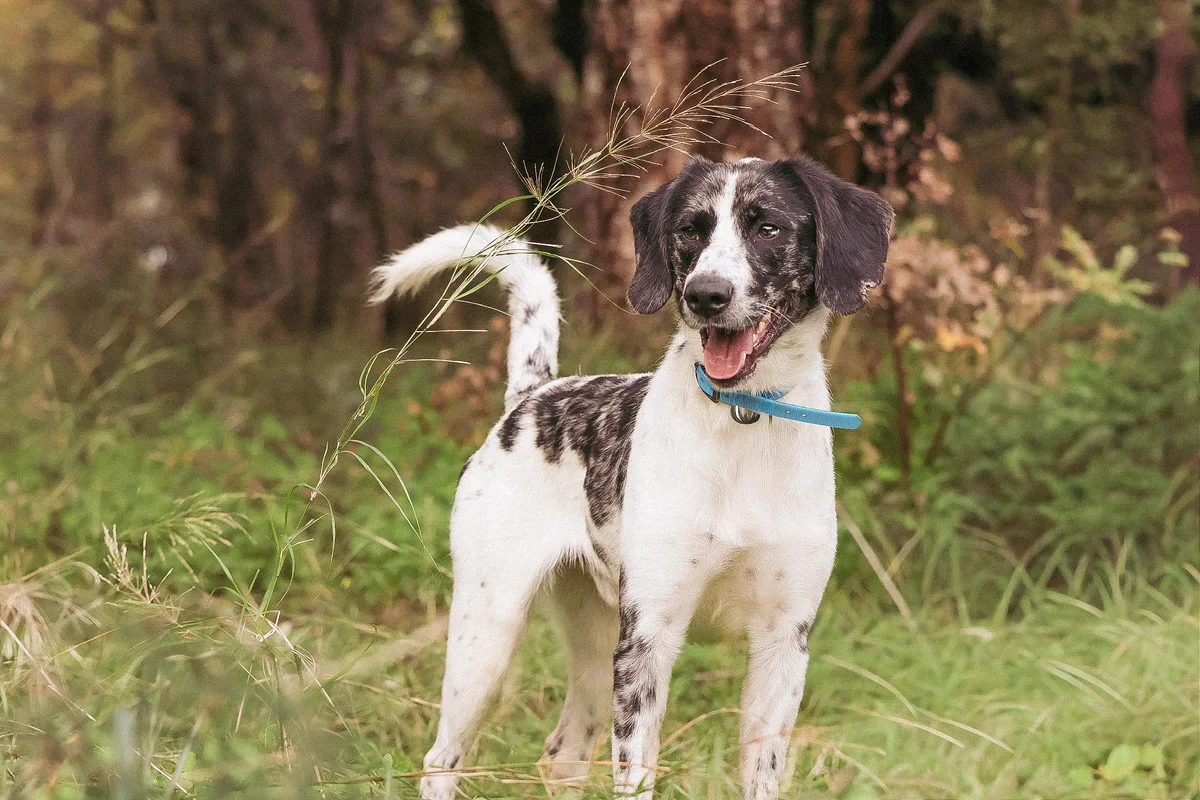 Border Collie