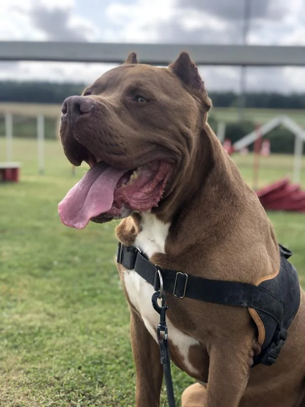 English Bulldog