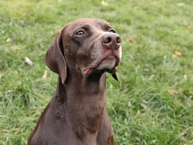 German Shorthaired Pointer