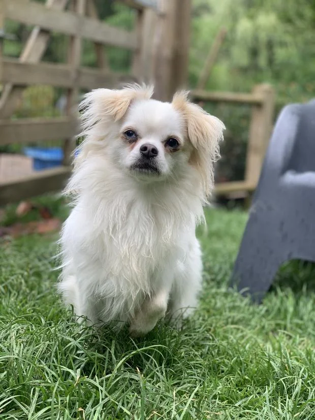 Chihuahua