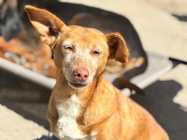 Podenco