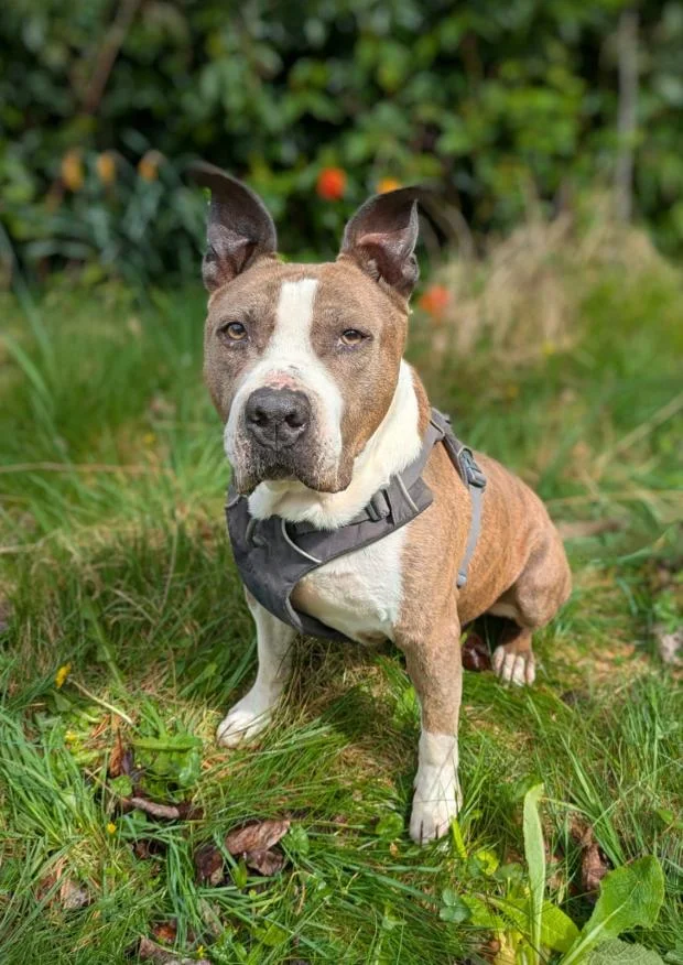 American Staffordshire Terrier