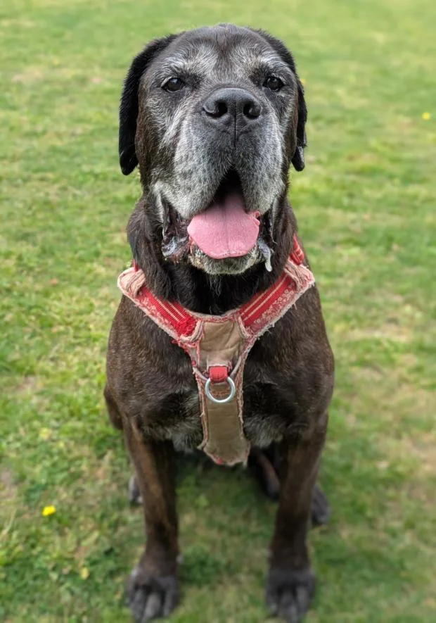 Cane Corso