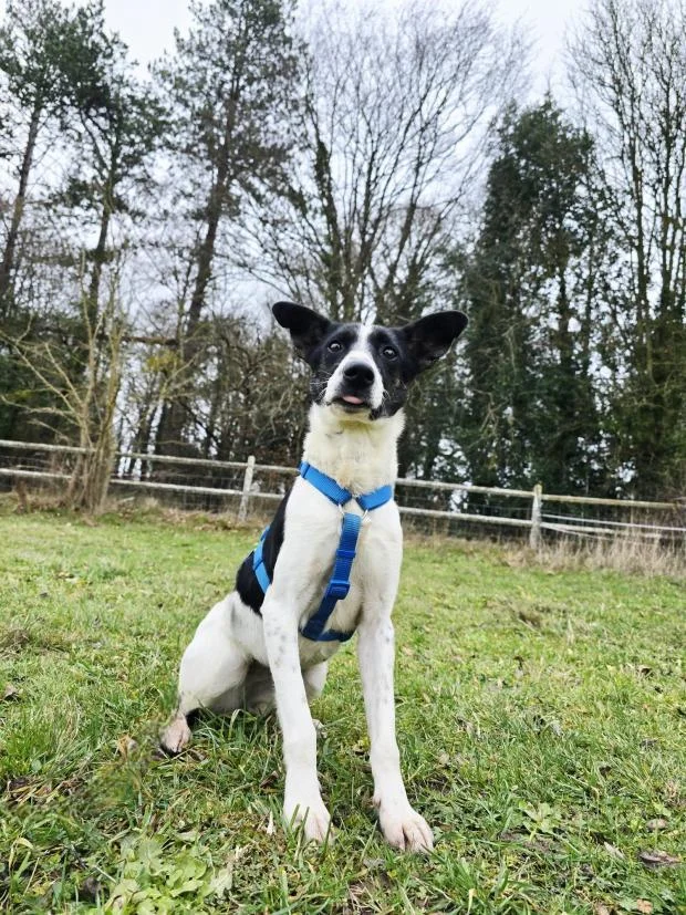 Border Collie