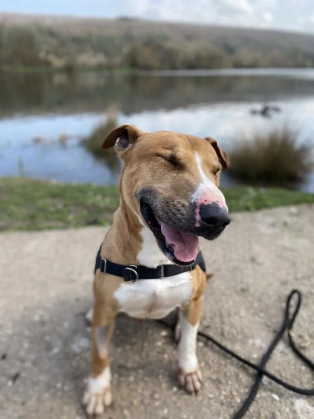 Bull Terrier