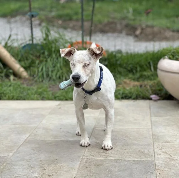 Jack Russell Terrier