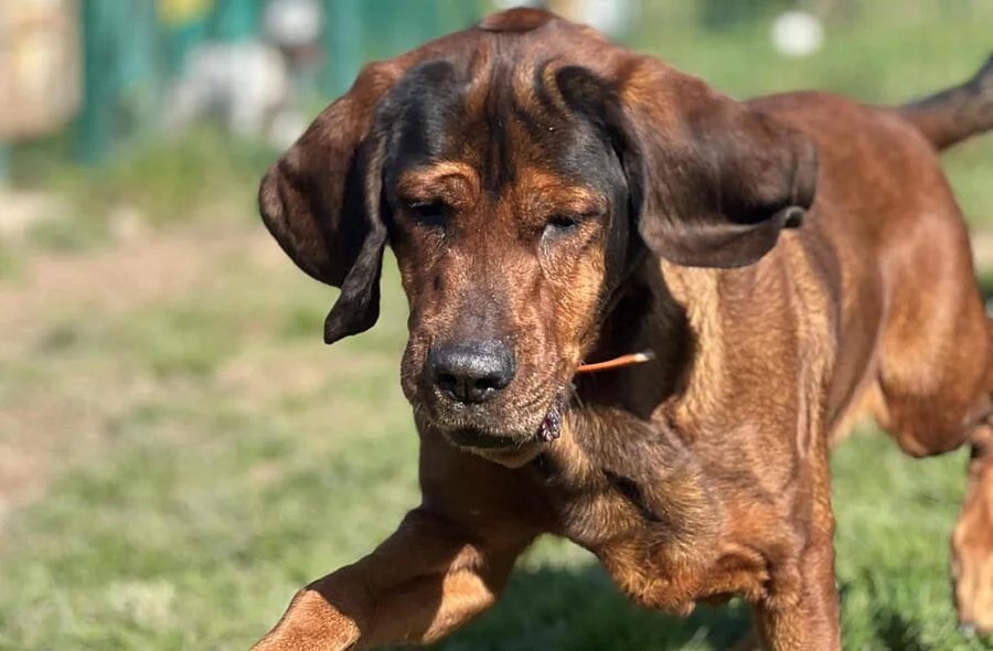 Basset Hound