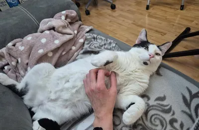 Cookie, adopted