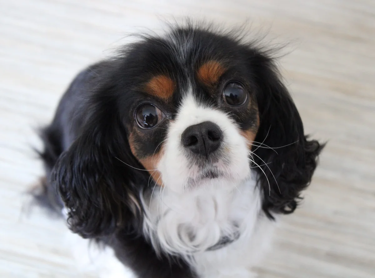 Cavalier King Charles Spaniel