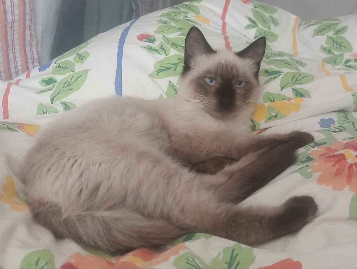 Siamese