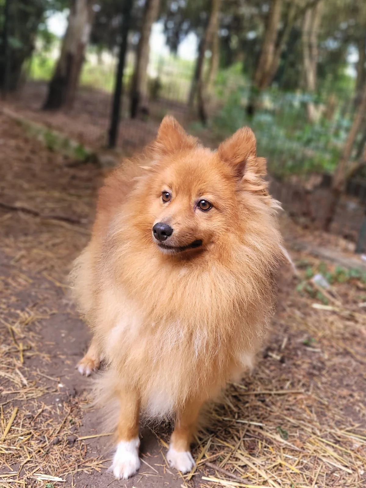 Shetland Sheepdog