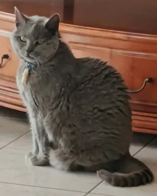 Lien, adopted