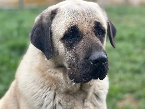 Kangal