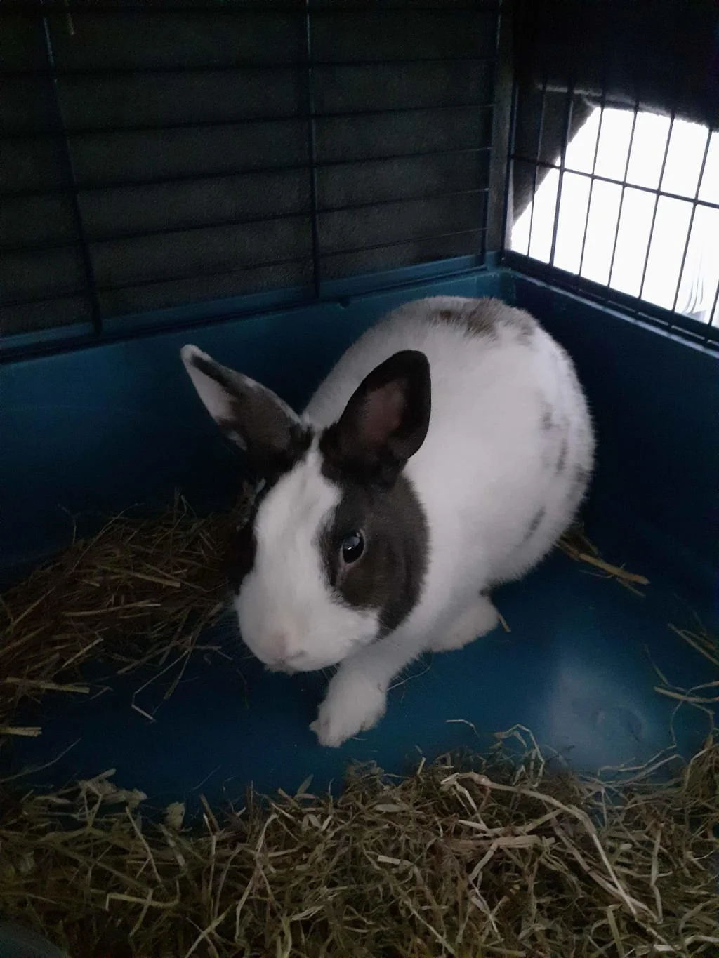 Adopt Bunny — 4yo Mixed breed in Meaux | TailHarbor