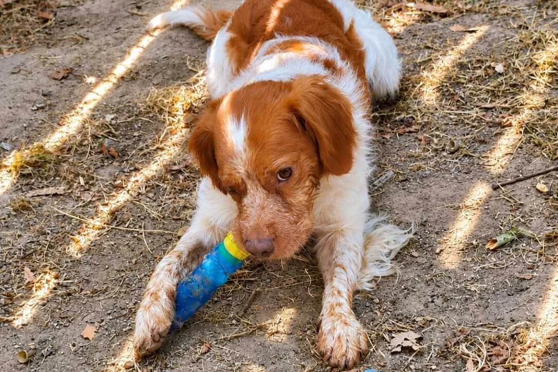 Brittany Spaniel