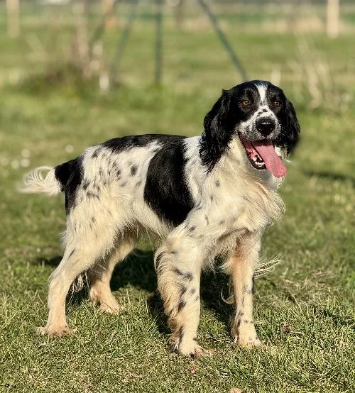 English Springer Spaniel
