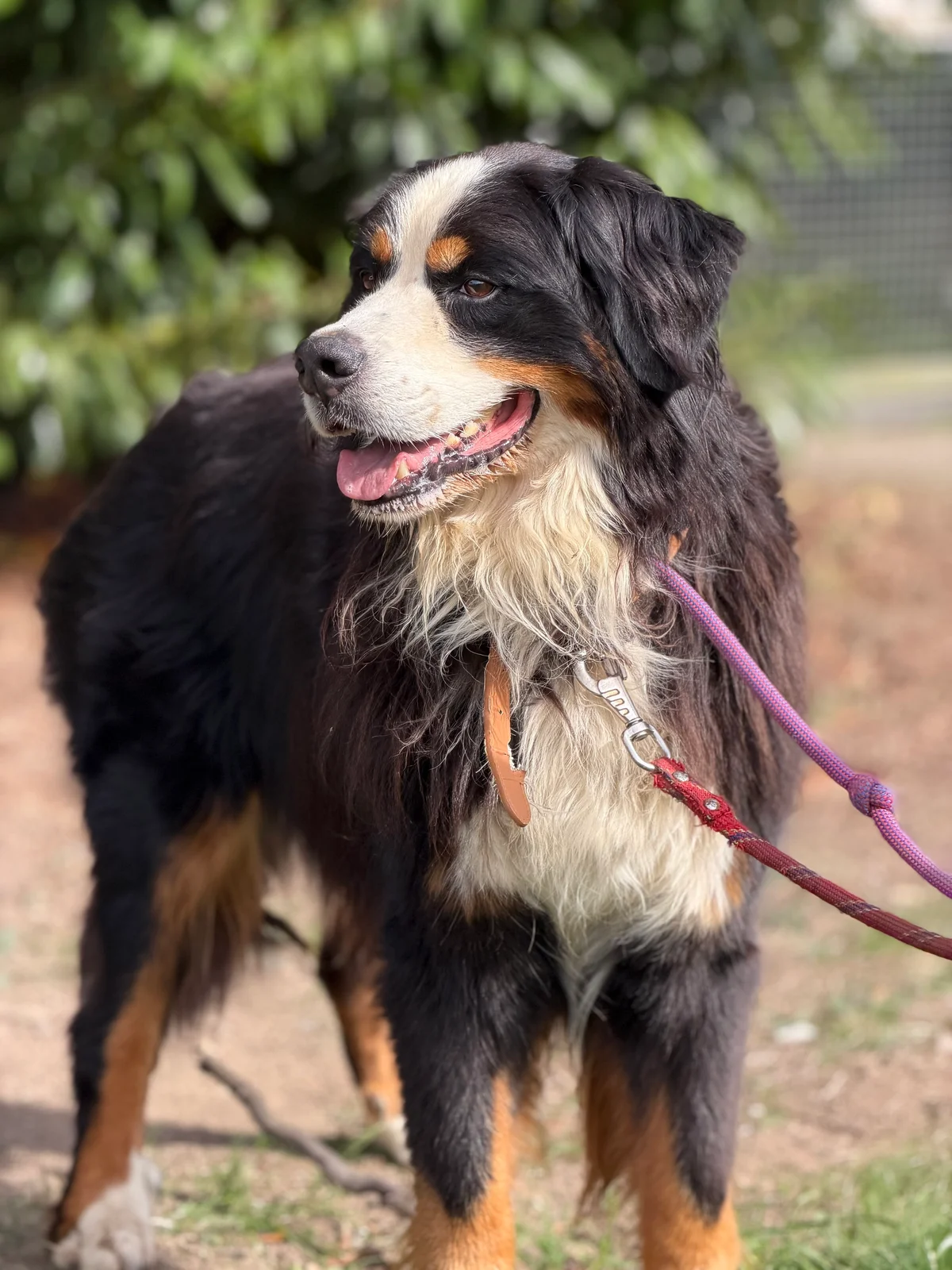 Bernese Mountain Dog