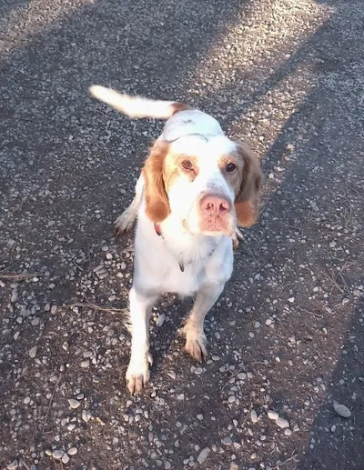 Boule, adopted
