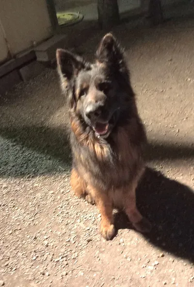 Pancho, adopted