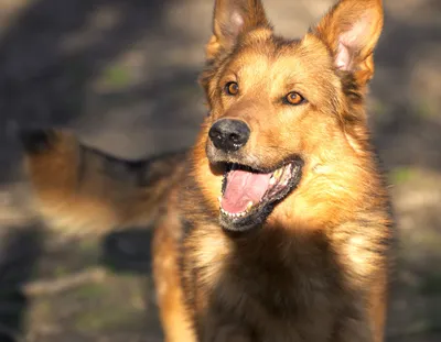 Vince, adopted