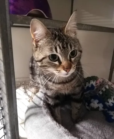 Yara, adopted